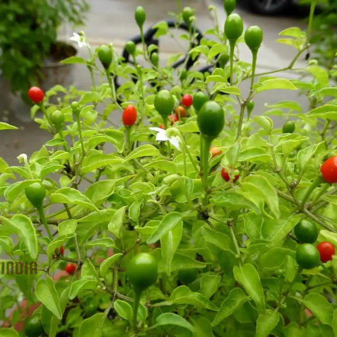 McMahon’s Texas Bird Pepper Seeds Packet, Non-GMO Hot Pepper Seeds for Planting