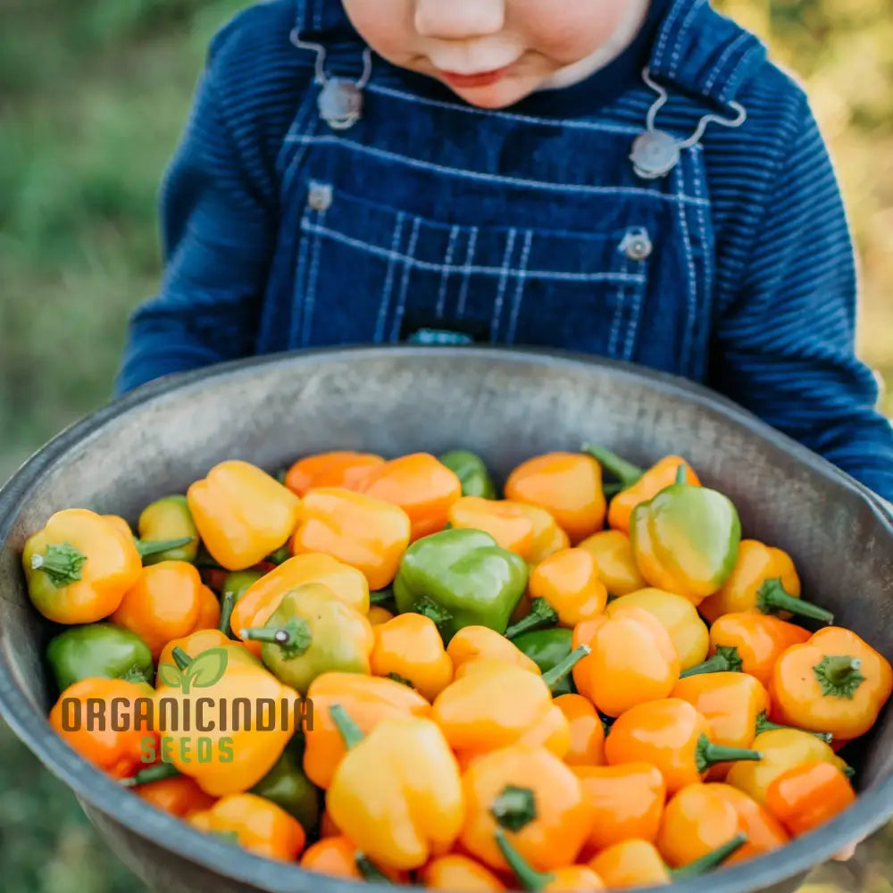 Mature Mini Bell Orange Pepper Plants, Sweet and Flavorful Fruits