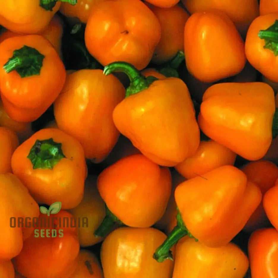 Mini Bell Orange Pepper Seeds for Planting, Easy-to-Grow Organic Garden Peppers