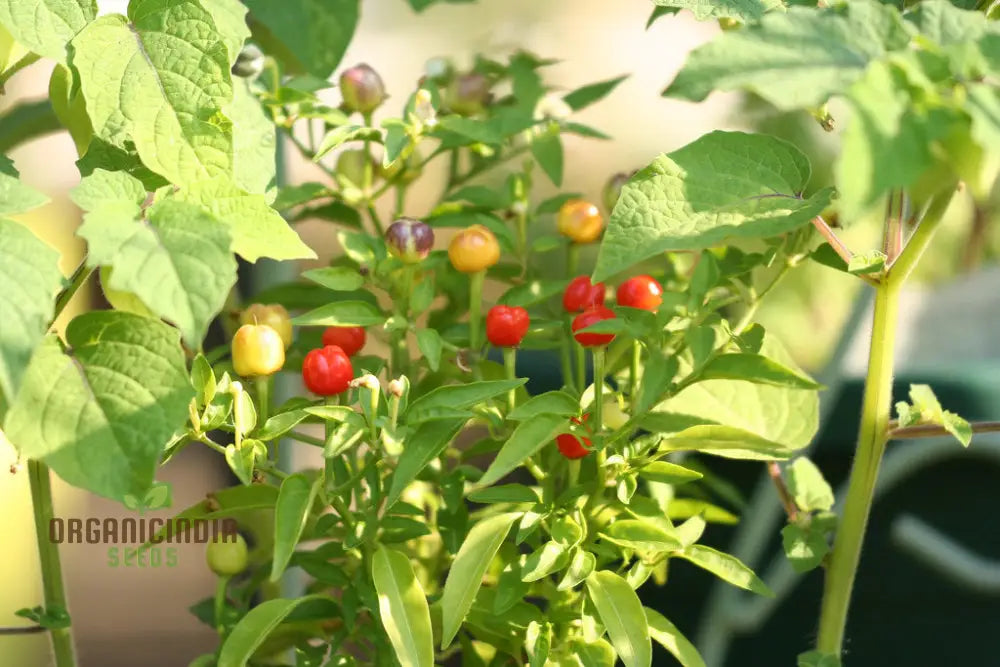 Mature Nosegay Pepper Plants, Colorful and Flavorful Fruits