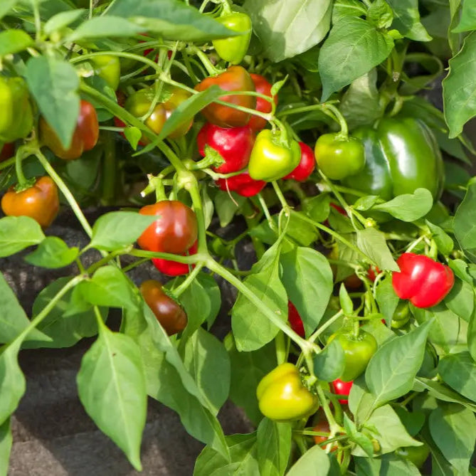 Nosegay Pepper Seedlings Growing in Garden, Quick-Growing Seeds
