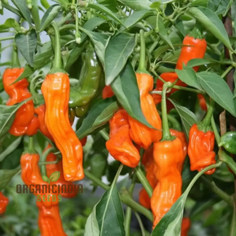 Orange Peter Pepper Seeds for Home Garden, Easy-to-Grow Unique Pepper Seeds