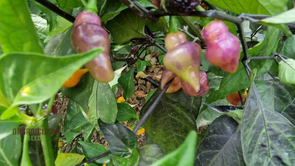 Ripe Pink Biquinho Peppers from Seeds, Sweet and Mild Flavor