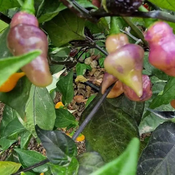Mature Pink Biquinho Pepper Plant with Fruits from Seeds