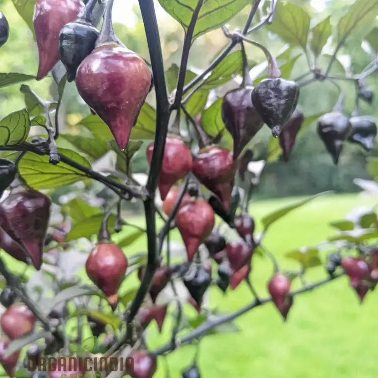 Pink Biquinho Pepper Seeds for Garden, Easy-to-Grow Culinary Pepper Seeds