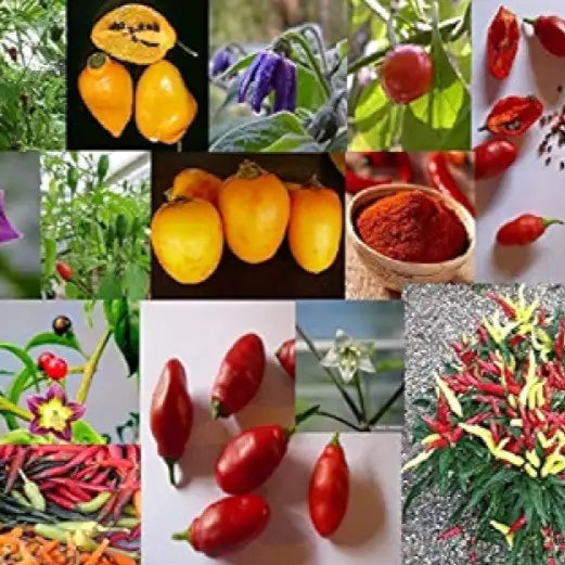 Pepper Seeds Capsicum Chili for Planting – High Germination Quality Seeds