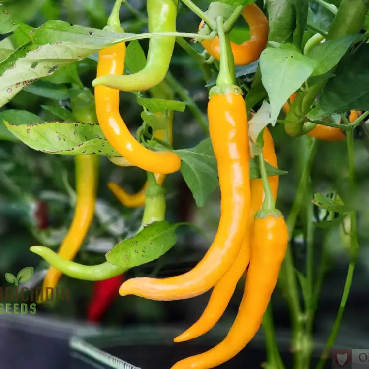 Mature Solar Flare Pepper Plants, Vibrant and Flavorful Fruits