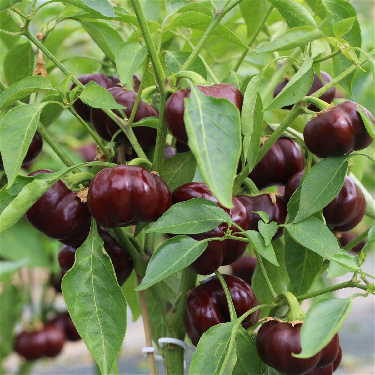 Sweetonia Chocolate Pepper Plants Growing in Garden Bed from Seeds