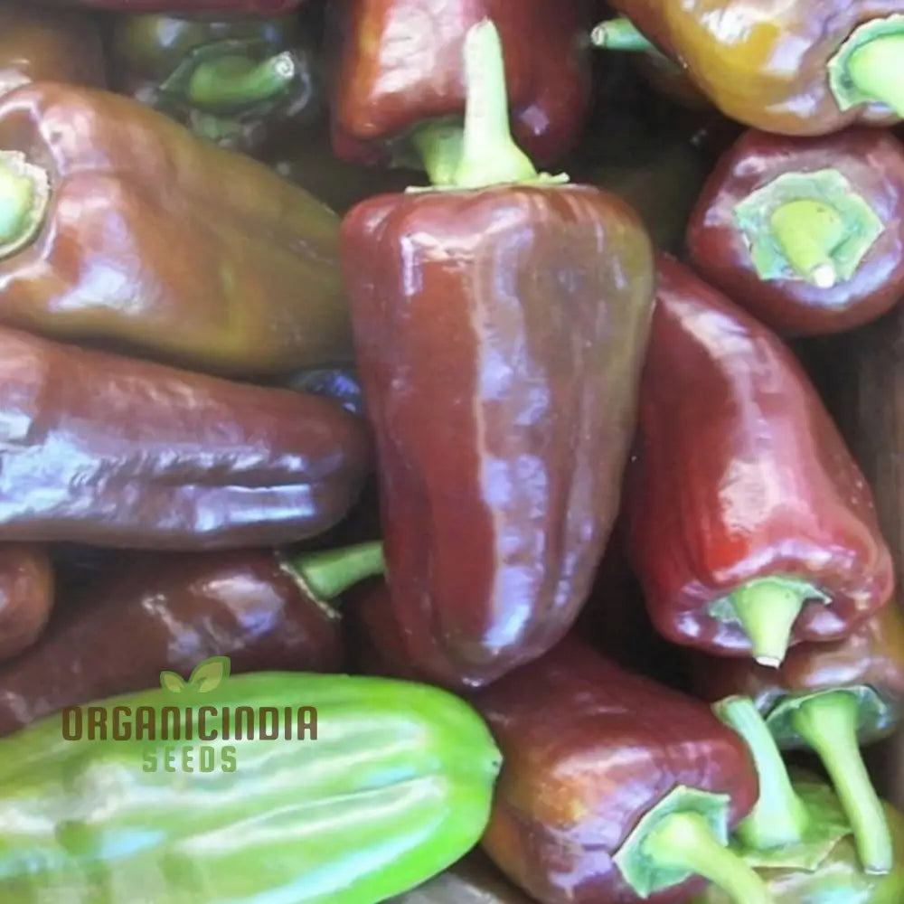 Mature Sweetonia Chocolate Pepper Plant from Seeds, Compact and High-Yielding