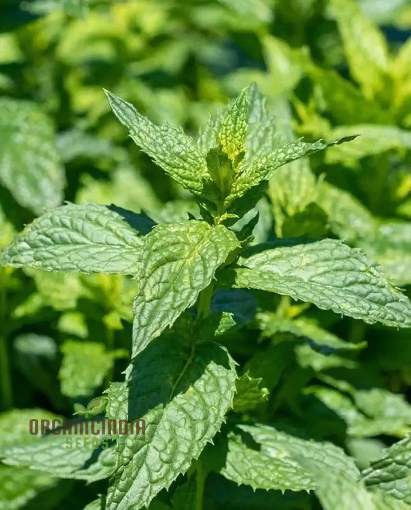Premium Peppermint Seeds for Planting with Strong Aromatic Mint Leaves