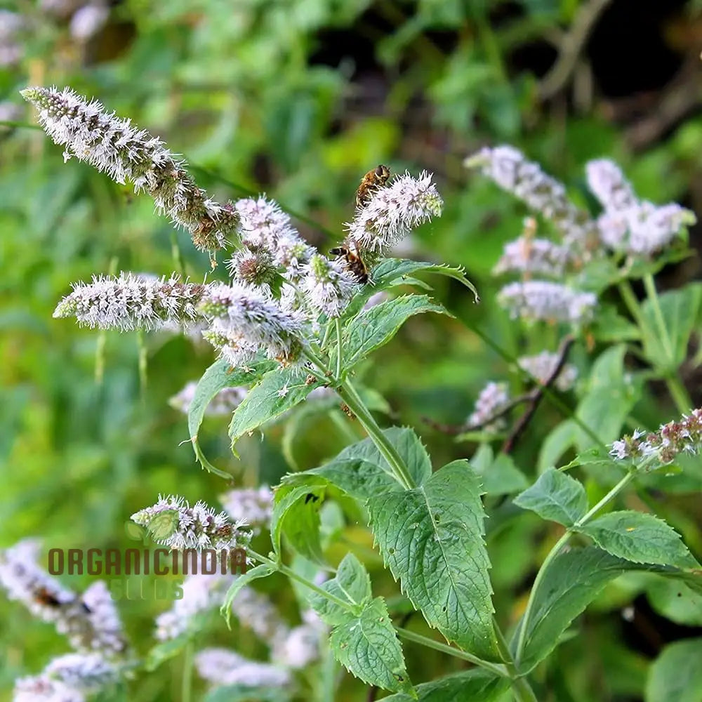 Peppermint Seeds for Container Herb Gardening with Aromatic Leaves