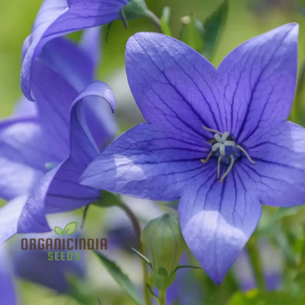Perennial Balloon Flower Seeds for Beautiful Flower Beds