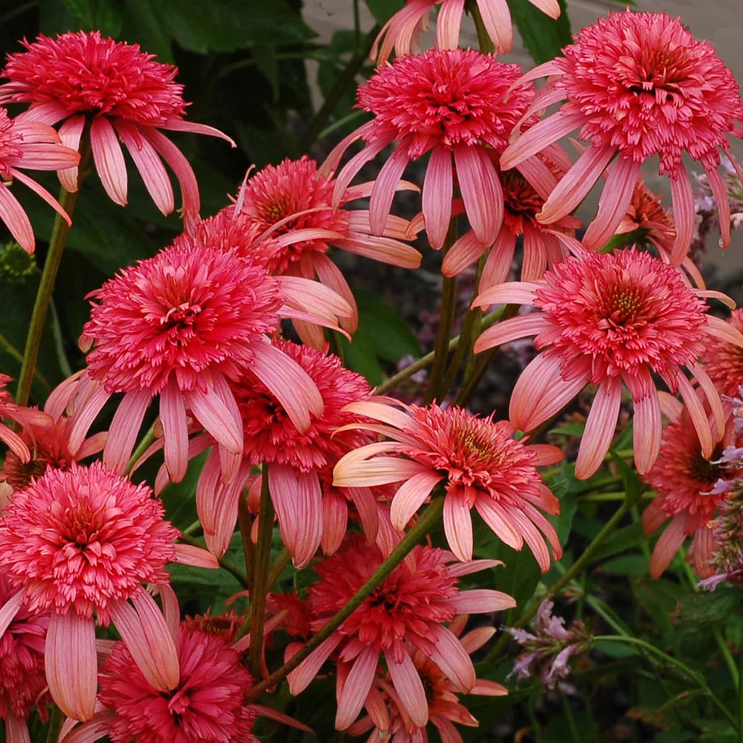 Perennial Echinacea garden seeds layered blooms