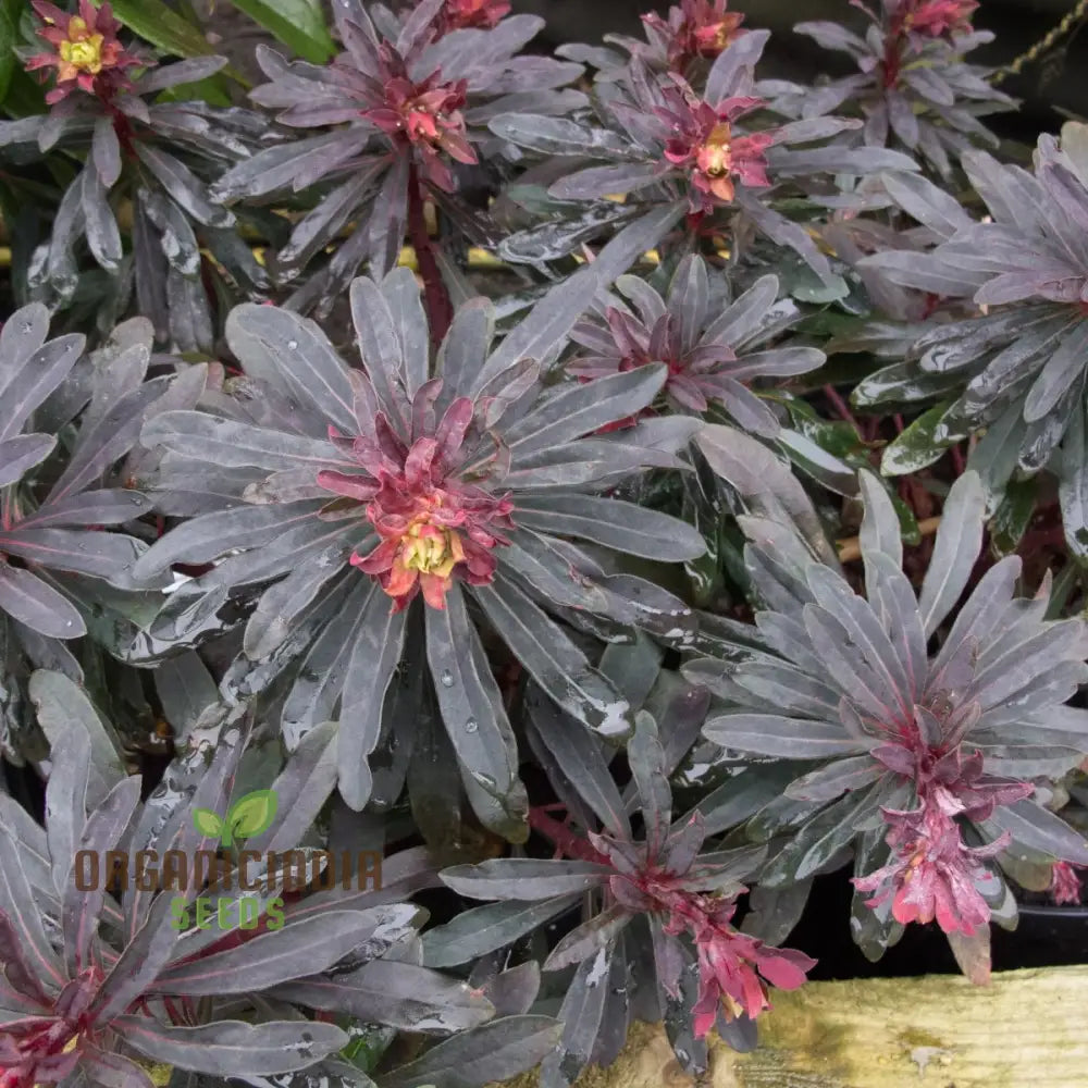 Perennial Euphorbia seeds purple foliage for landscapes