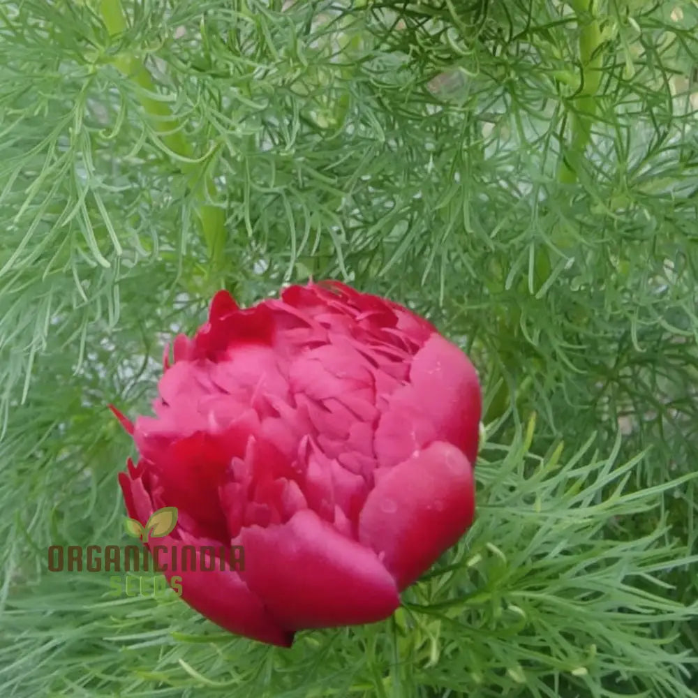 Perennial Fern Leaf Peony growing in garden border