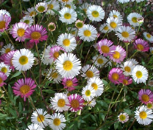 Perennial Erigeron plants used as ground cover