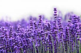 Perennial English lavender seeds long-lasting fragrant flowers