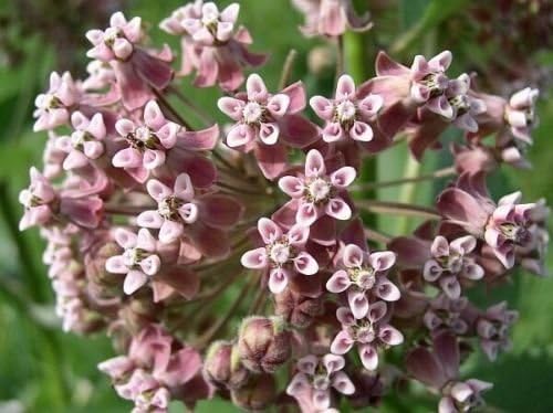Perennial Common Milkweed Seeds for Long-Lasting Blooms