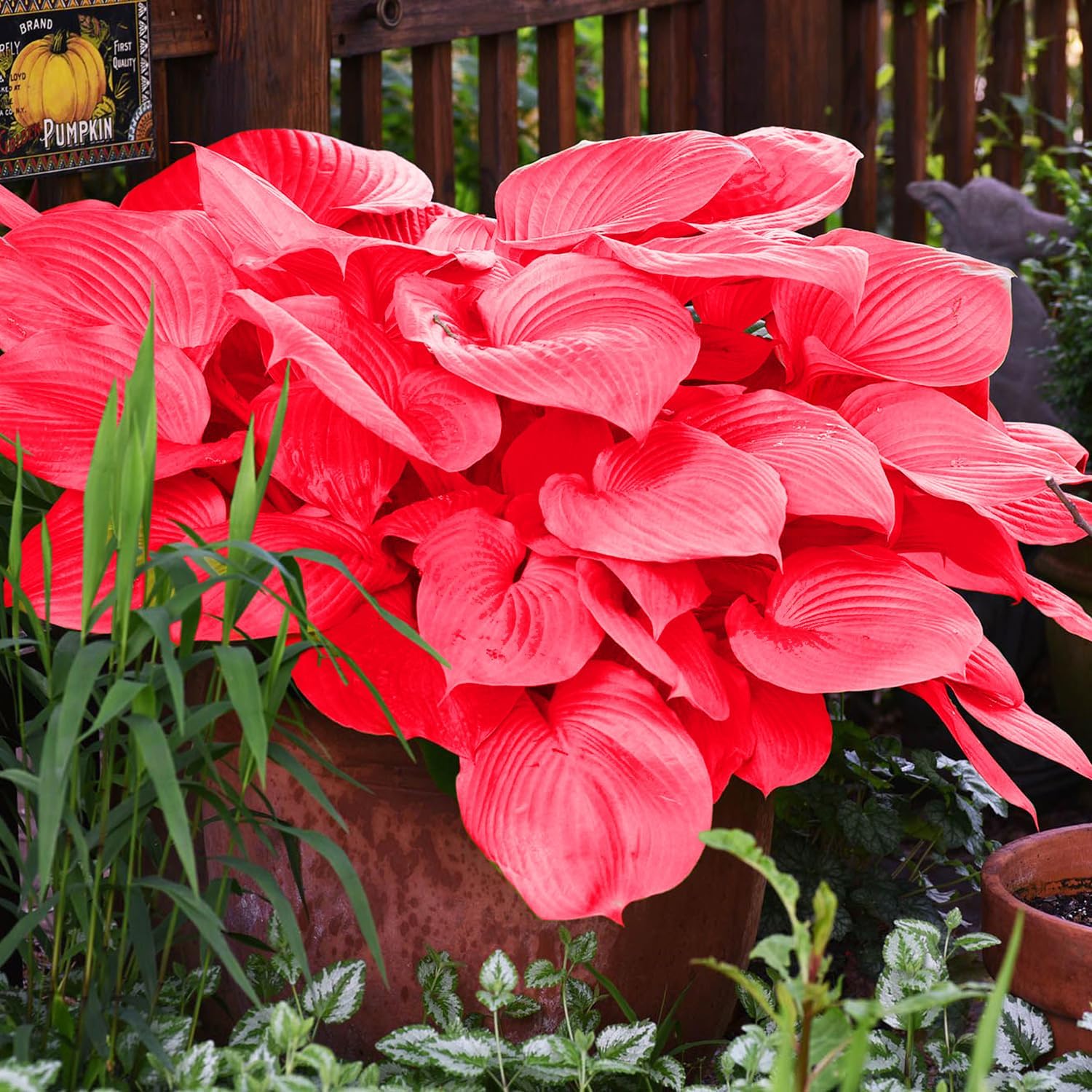 Perennial red Hosta seeds for indoor and outdoor gardens