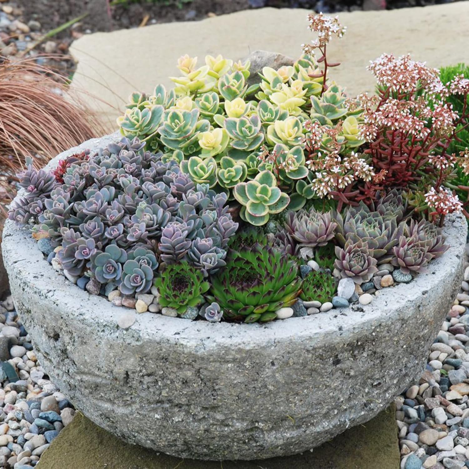 Perennial Stonecrop seeds mixed flowering Sedum