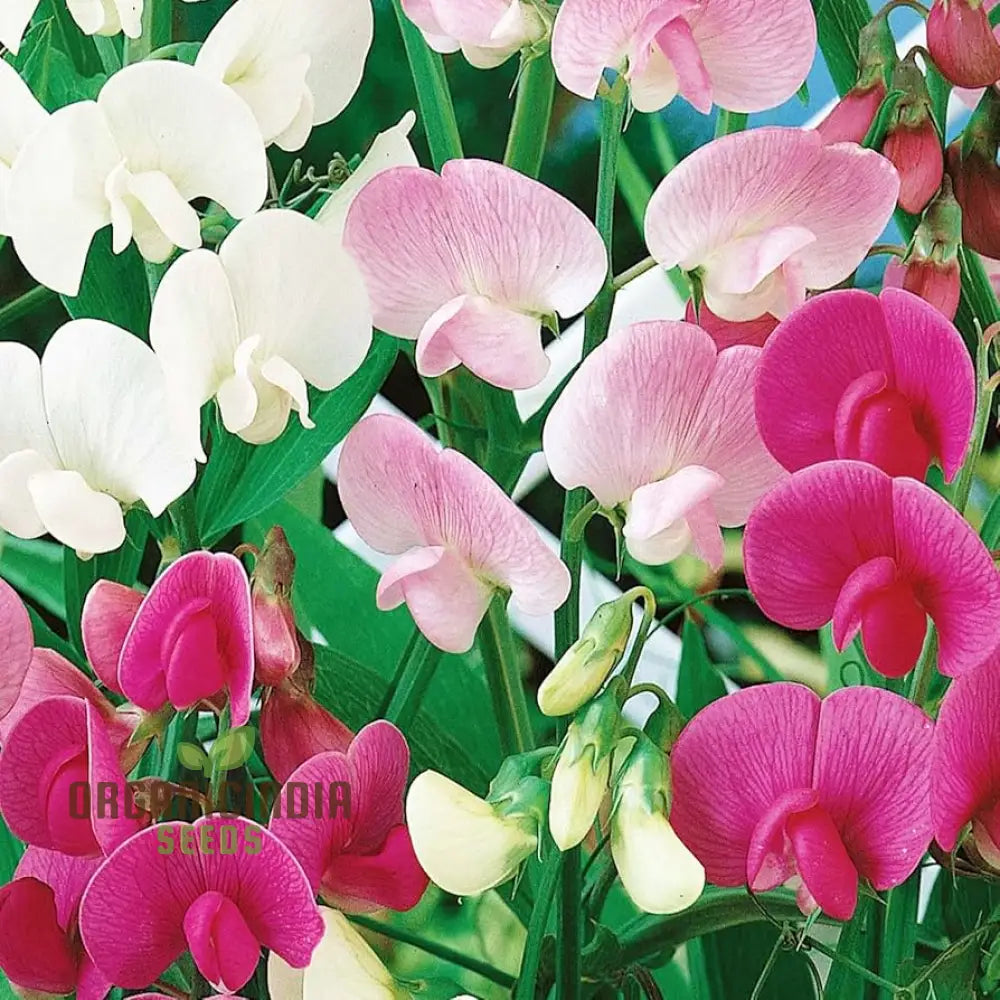 Perennial Sweet Pea Climbing Vine on Garden Trellis