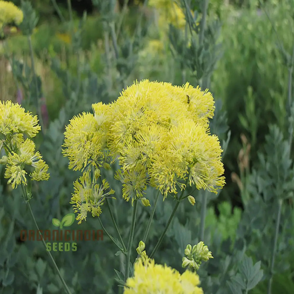 Perennial Yellow Meadow Rue Seeds for Garden and Landscaping
