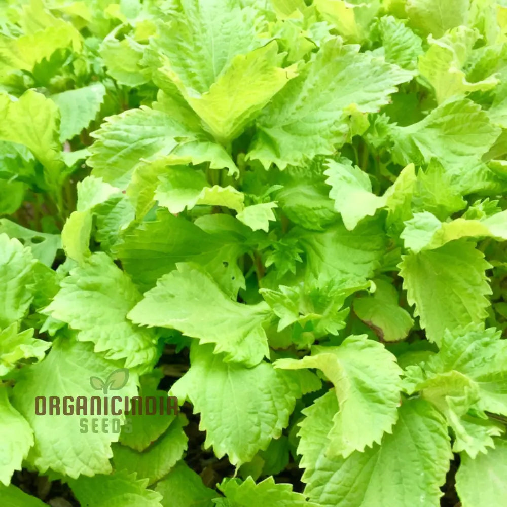 Perilla Shiso Green Seeds for Garden Planting – Aromatic Asian Herb