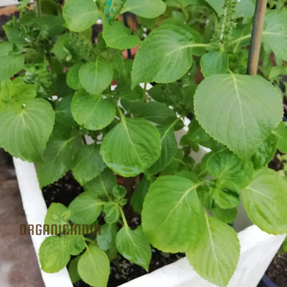 Perilla Shiso Green Seedlings Emerging from Soil – Asian Culinary Herb