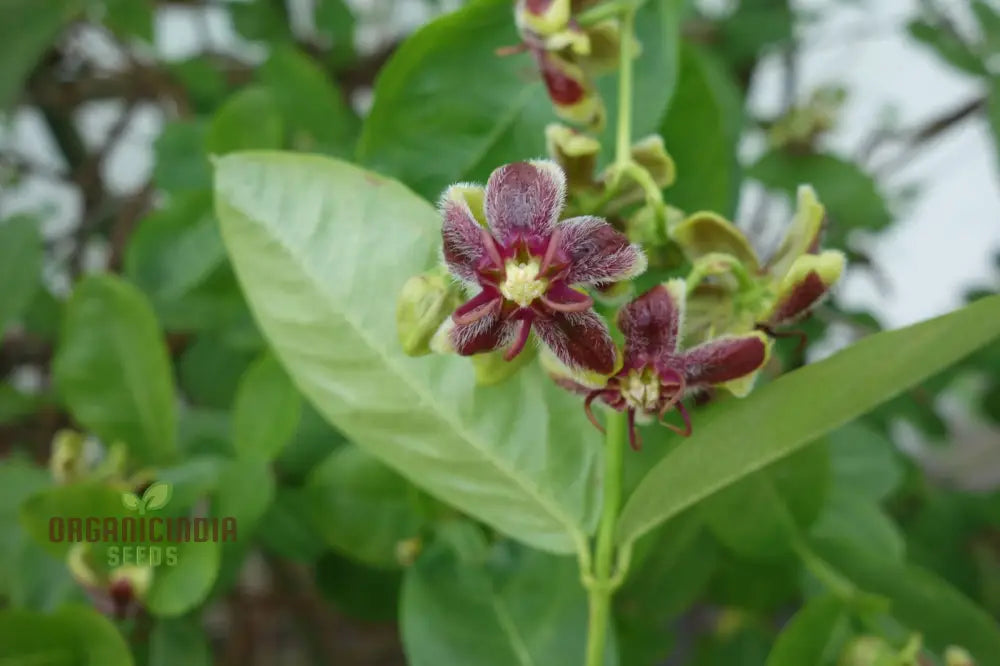 Periploca Graeca Seeds For Your Gardening Journey â€“ Discover Rare Elegance And Resilience
