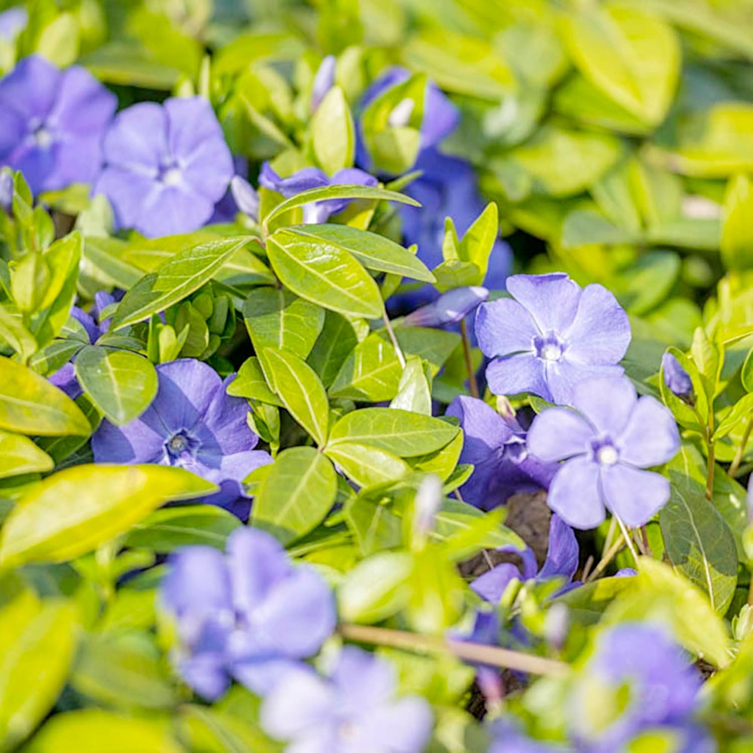 Periwinkle seeds for evergreen ground cover