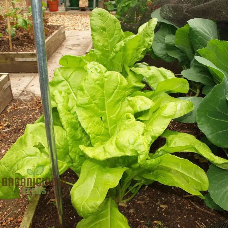 Perpetual Spinach Plant in Full Growth from Seeds
