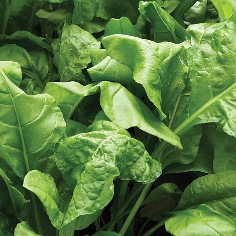 Perpetual Spinach Seeds for Planting, High-Yield Spinach Beet Seeds