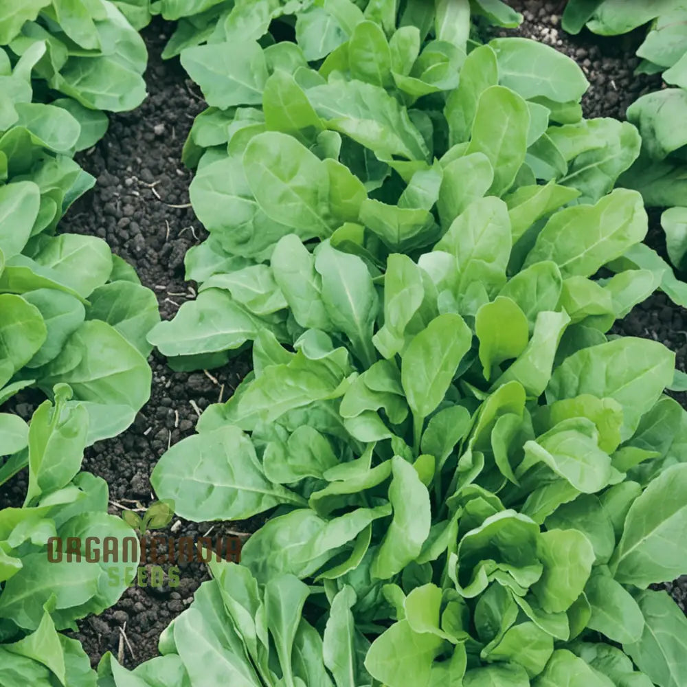 Perpetual Spinach Seeds for Home Garden, Nutritious Long-Lasting Greens