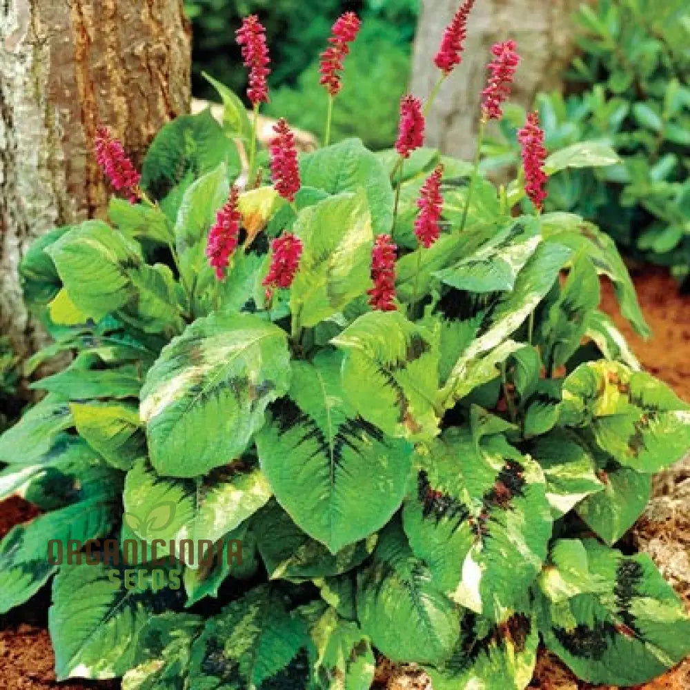 Persicaria virginiana Painter’s Palette seeds for planting colorful foliage plants