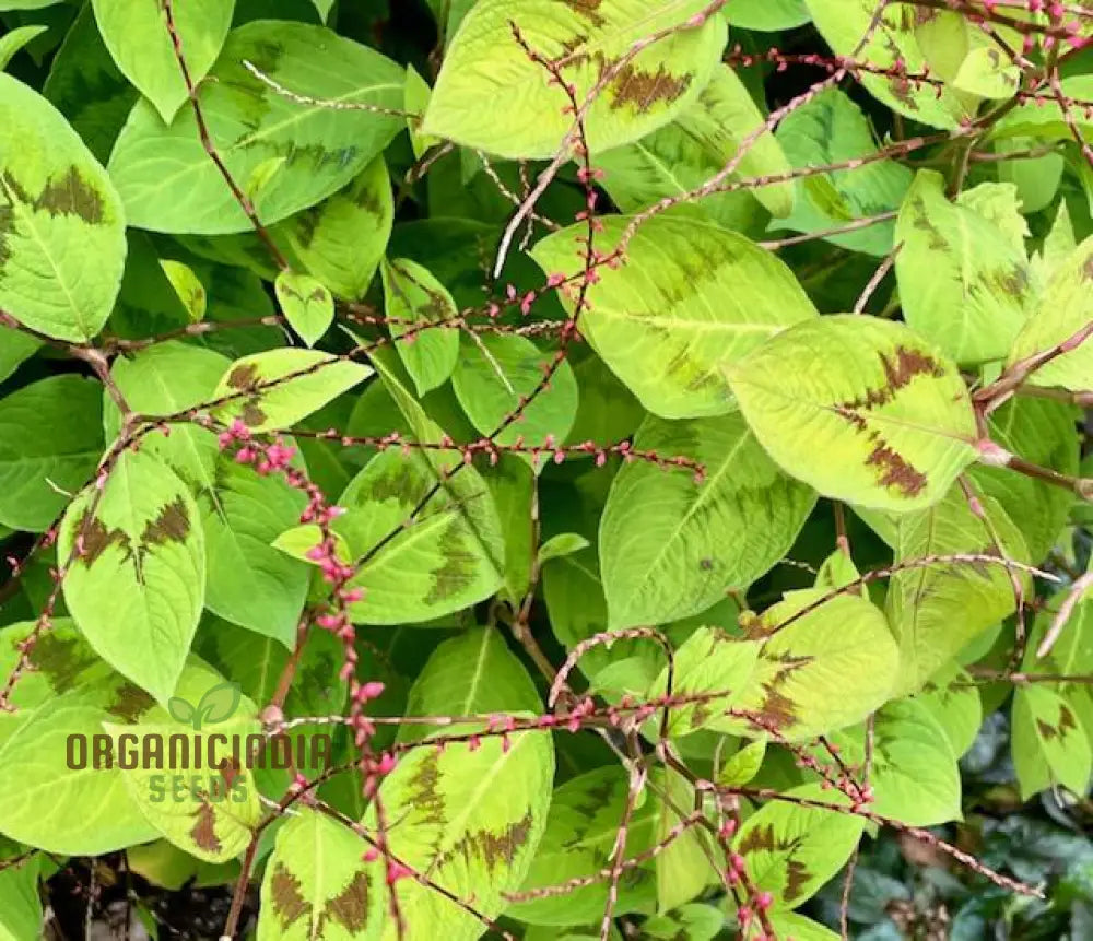 Persicaria virginiana seedlings growing in shaded garden