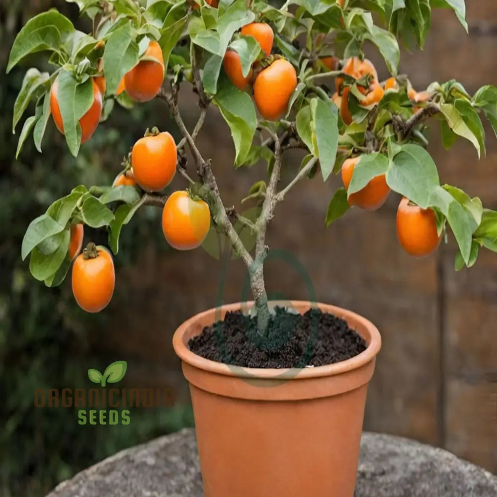 Persimmon Tree Seeds â€“ Elevate Your Gardening Experience With Delicious Homegrown Fruit