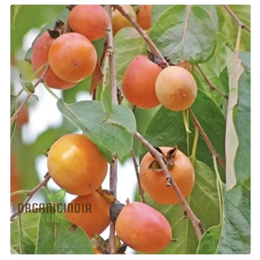Persimmon Tree Seeds â€“ Elevate Your Gardening Experience With Delicious Homegrown Fruit