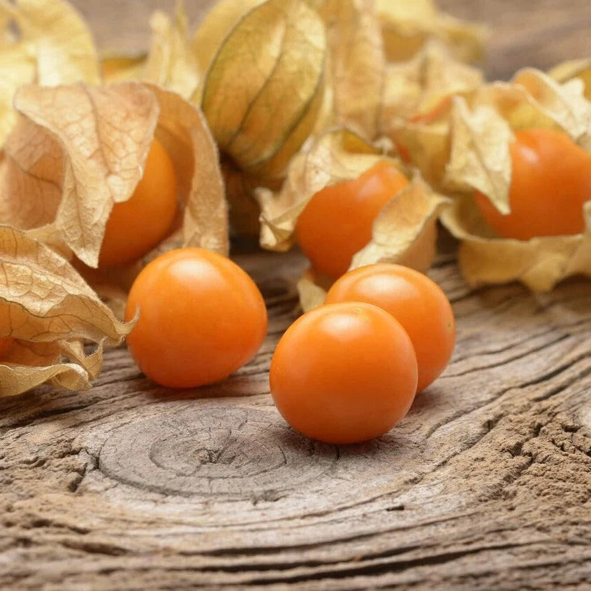 Peruvian Ground Cherry Seeds Golden Berry Physalis for planting