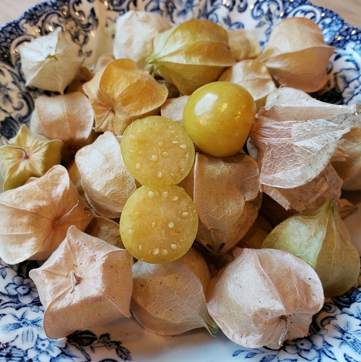 Peruvian Ground Cherry plant growing from high-germination seeds