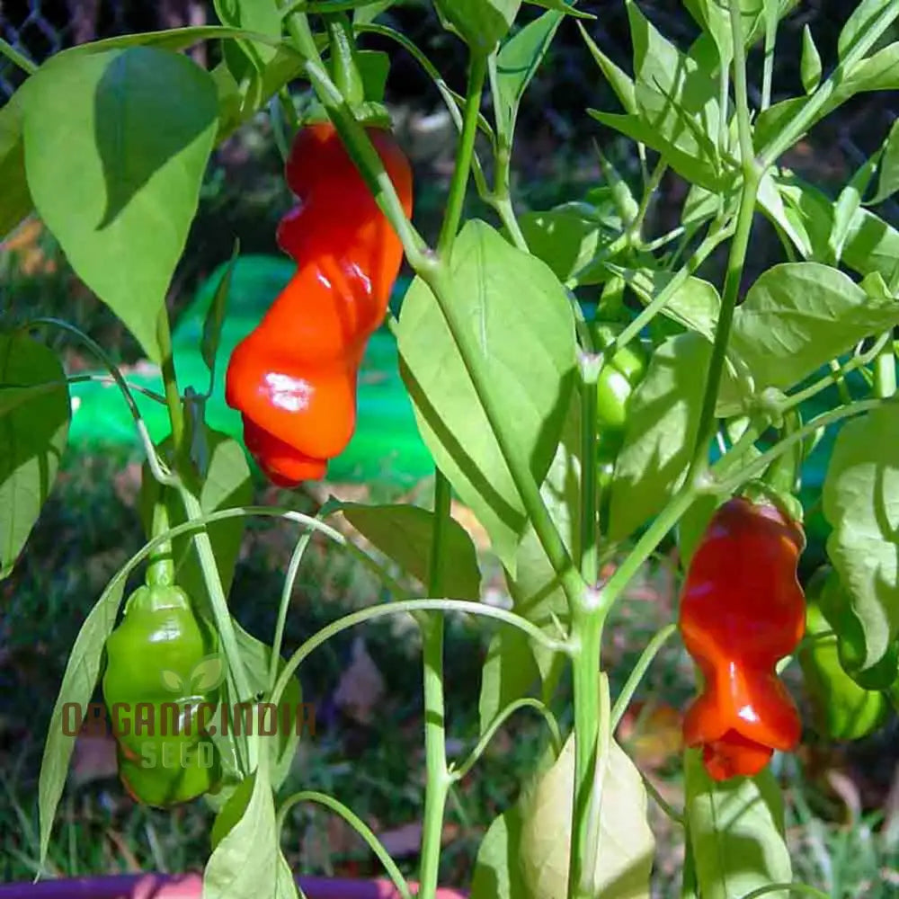 Peter Red Hot Pepper Seeds, Unique Chili Pepper Seeds for Home Gardening