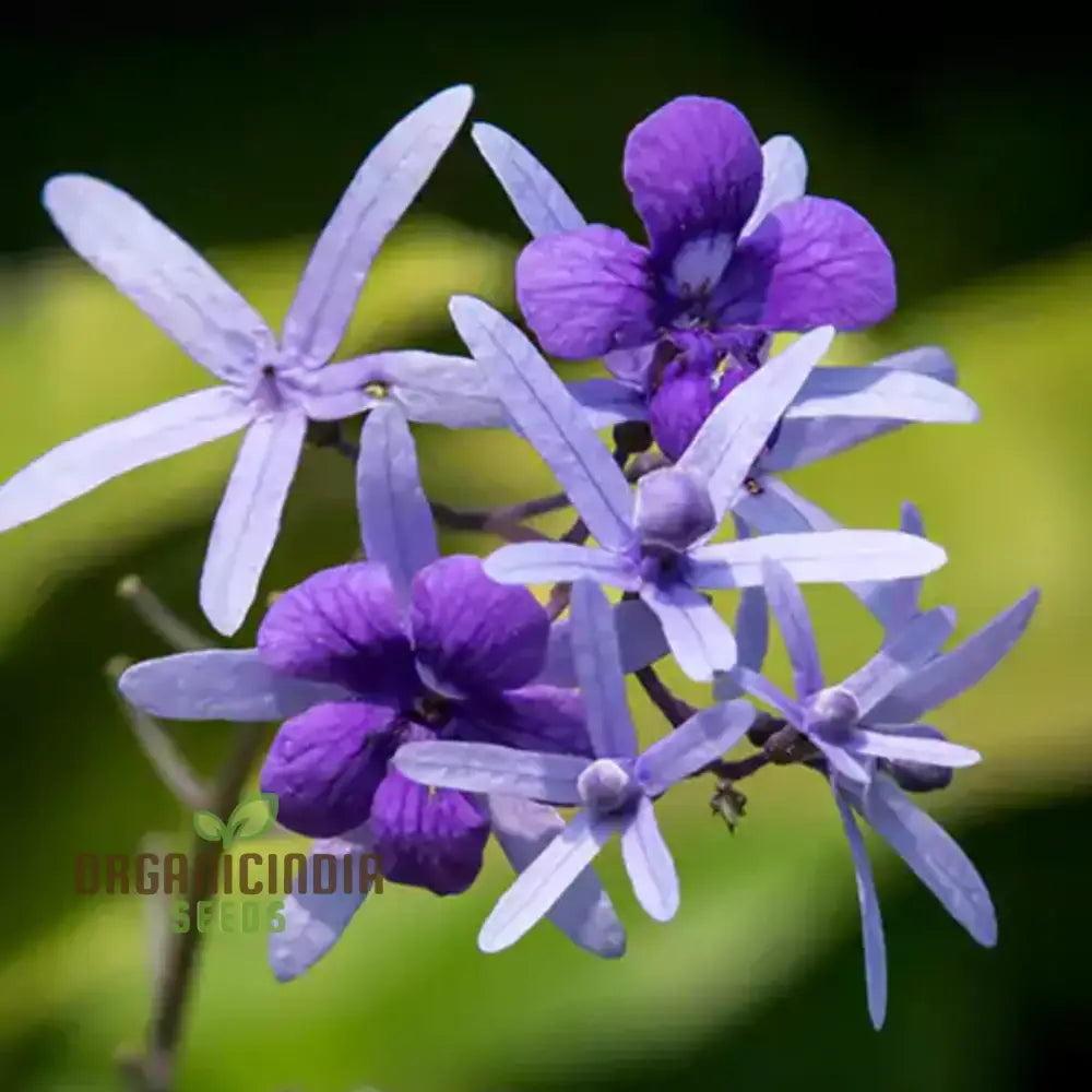 Petrea Volubilis seeds for planting