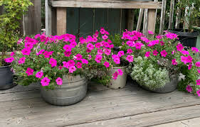 Petunia Bloom Seeds in Bright Pink for Garden Color