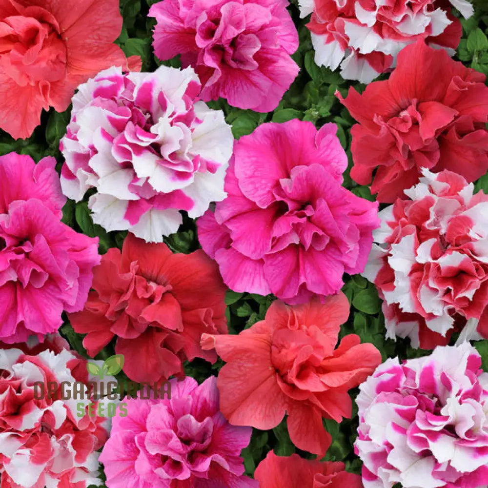 Petunia Bonanza Mixed F1 Flower Seeds for Vibrant Garden Planting