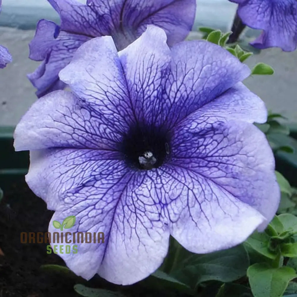 Petunia Grandiflora Purple Seeds for Vibrant Garden Blooms