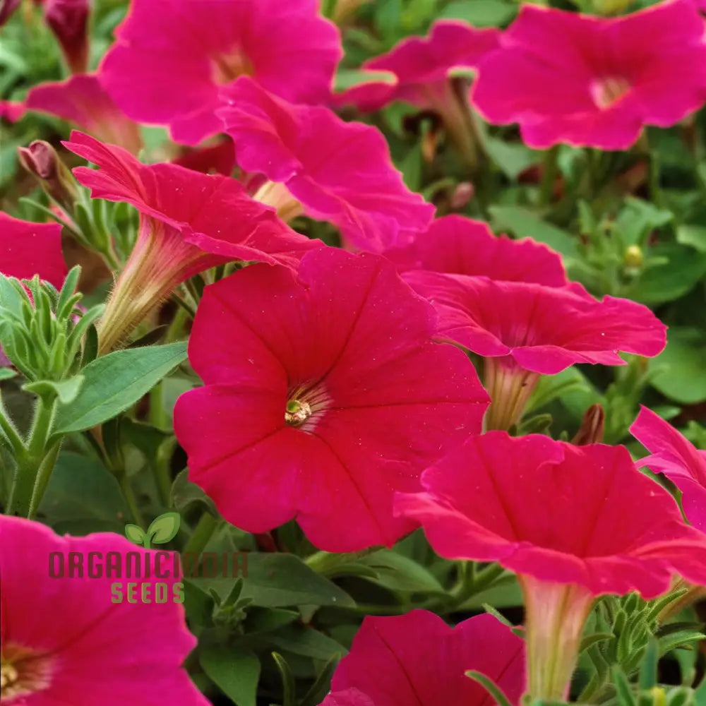 Petunia Merlin Series Cherry Rose Seeds â€“ Elevate Your Gardening Experience With Spectacular