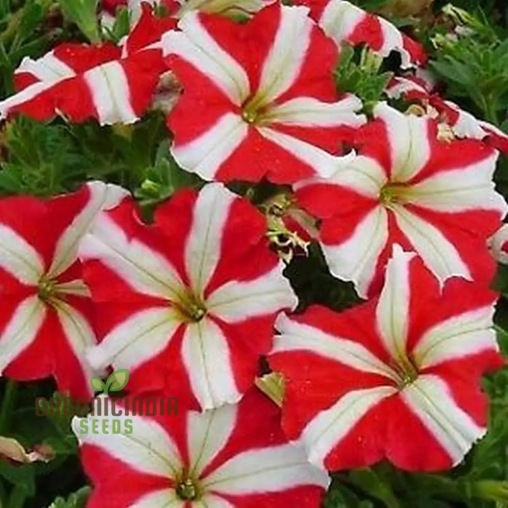 Close-up of Petunia Red and White Star seeds for planting