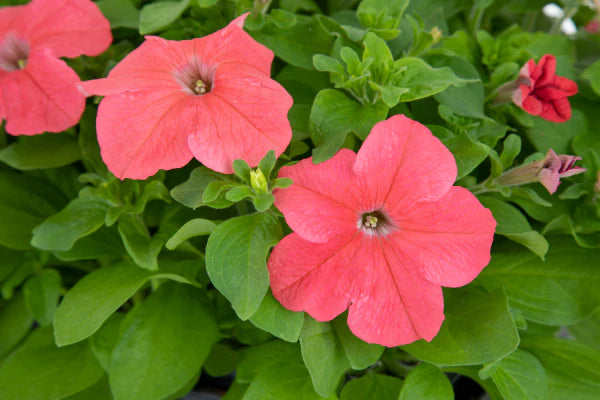 Petunia Salmon Seeds for Easy Container and Patio Garden Planting