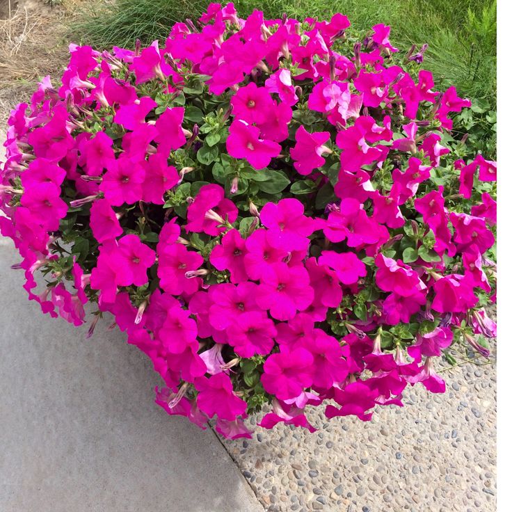 Petunia Seeds Bright Pink Blooms for Summer Gardens
