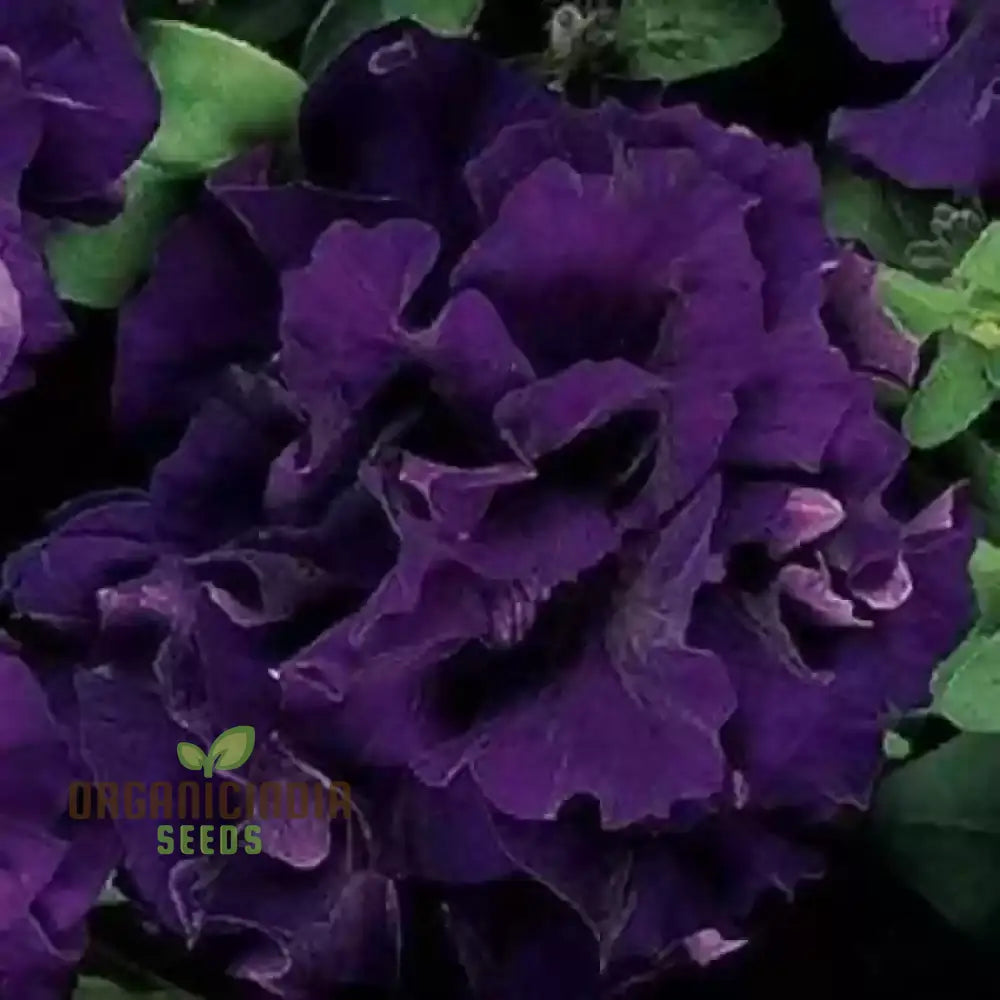 â€™Petunia Seeds Double Cascade Blue Planting 100 Pcsâ€™ Plant