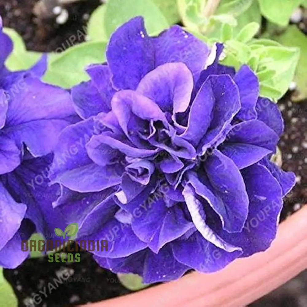 â€™Petunia Seeds Double Cascade Blue Planting 100 Pcsâ€™ Plant
